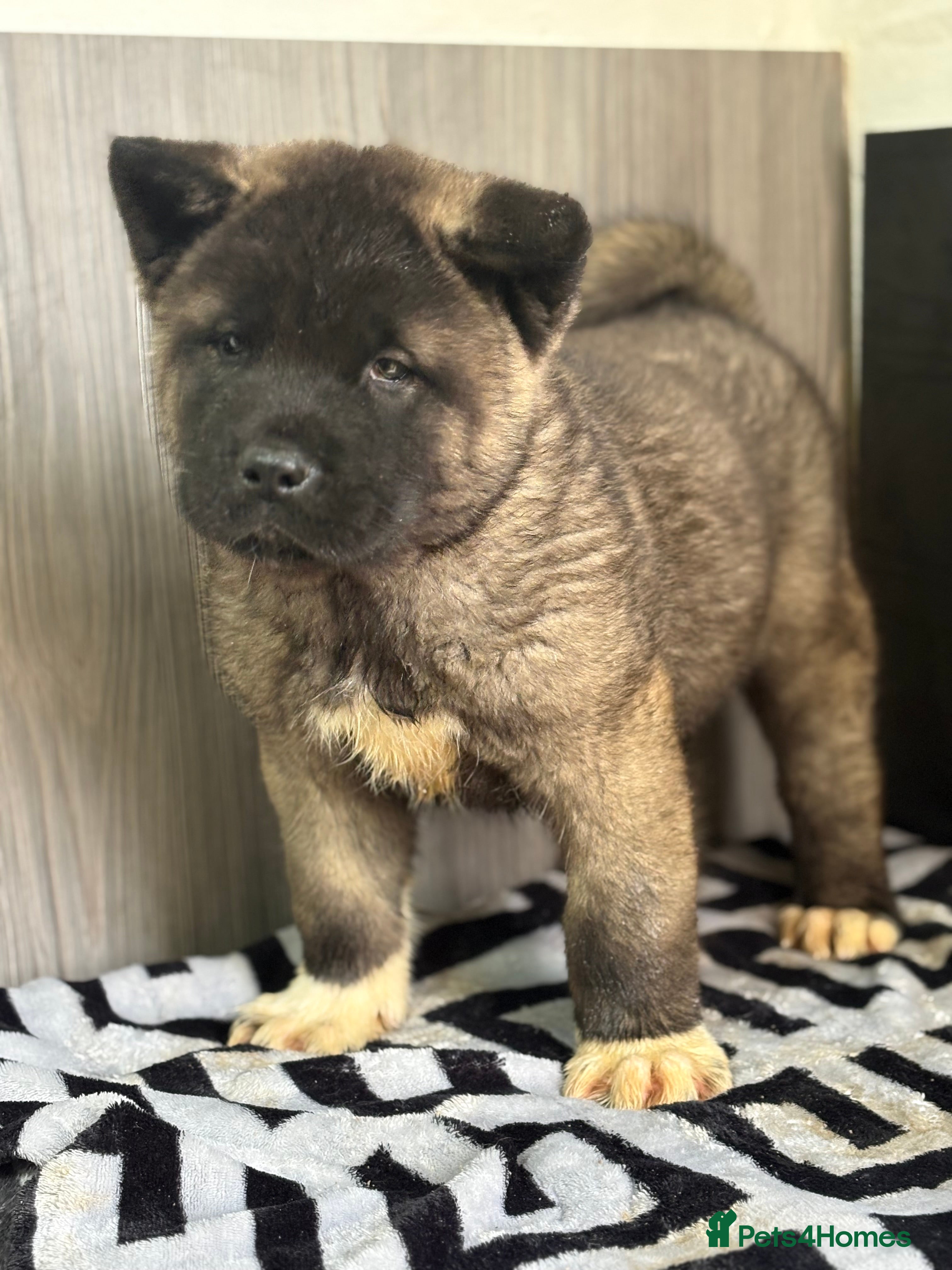 Akita dogs KC Registered American Akita Puppys READY TO LEAVE - Advert 5