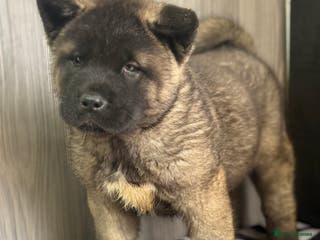 Akita dogs KC Registered American Akita Puppys READY TO LEAVE - Advert 5