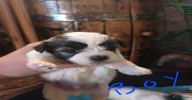 Mixed Breed dogs - Advert 7