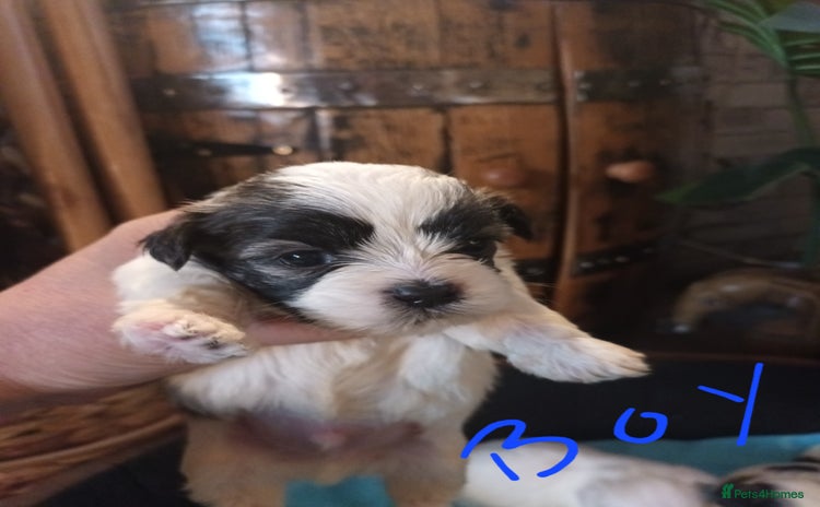 Mixed Breed dogs - Advert 12