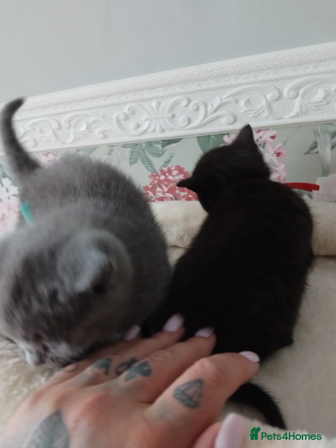 British Shorthair cats for sale: British shorthair x Domestic shorthair  - Advert 2