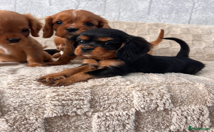 Cavalier King Charles Spaniel dogs - Advert 2