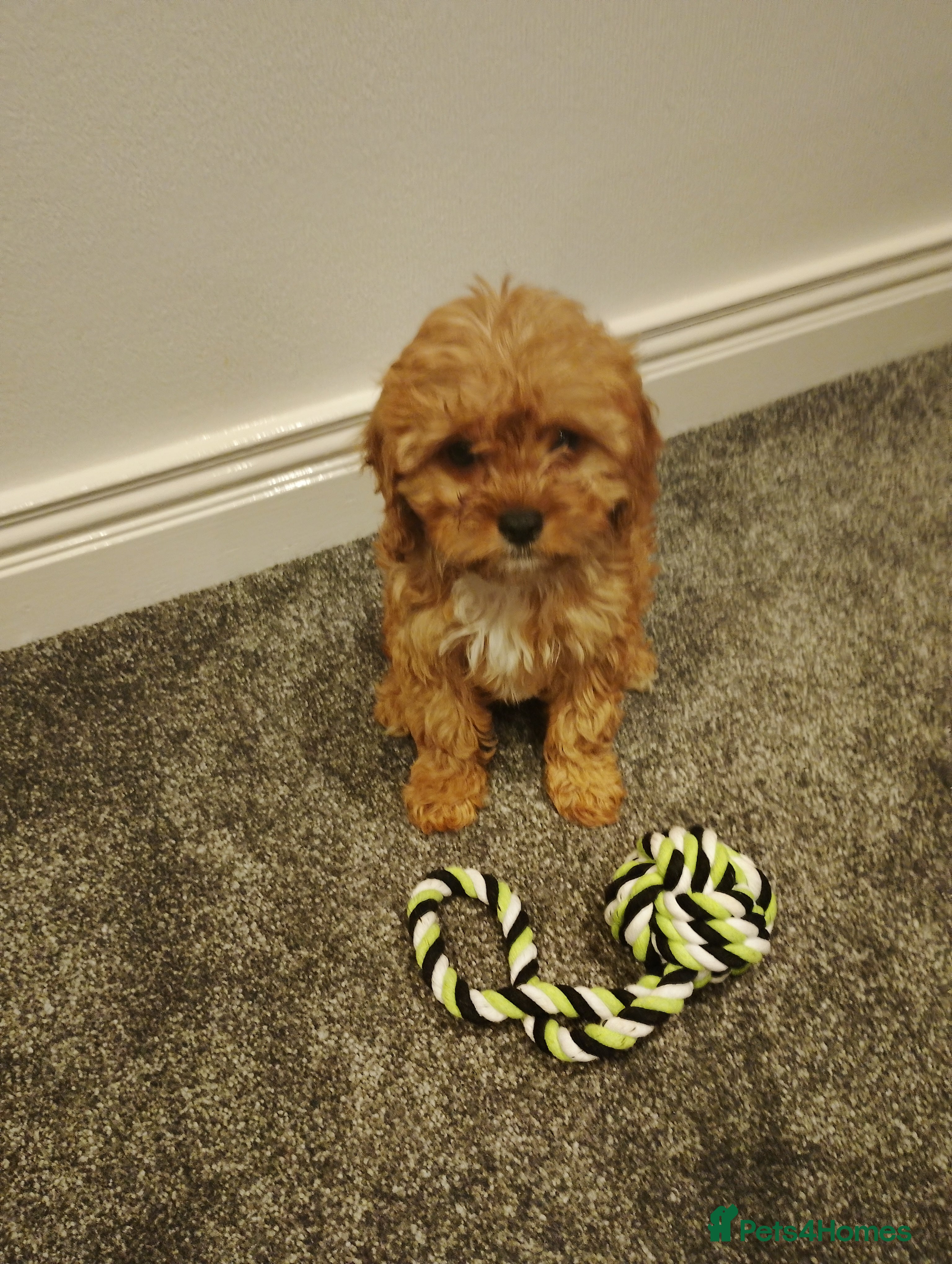 Cavapoo dogs Stunning F1 Cavapoos 3 boys available ! - Advert 13