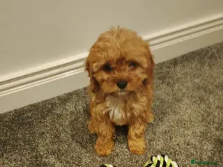 Cavapoo dogs Stunning F1 Cavapoos 3 boys available ! - Advert 13