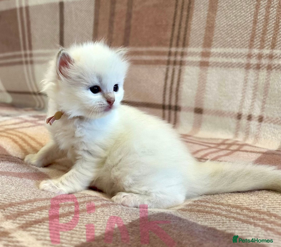Ragdoll cats for sale: 5 beautiful and healthy Ragdoll kittens - Image 14