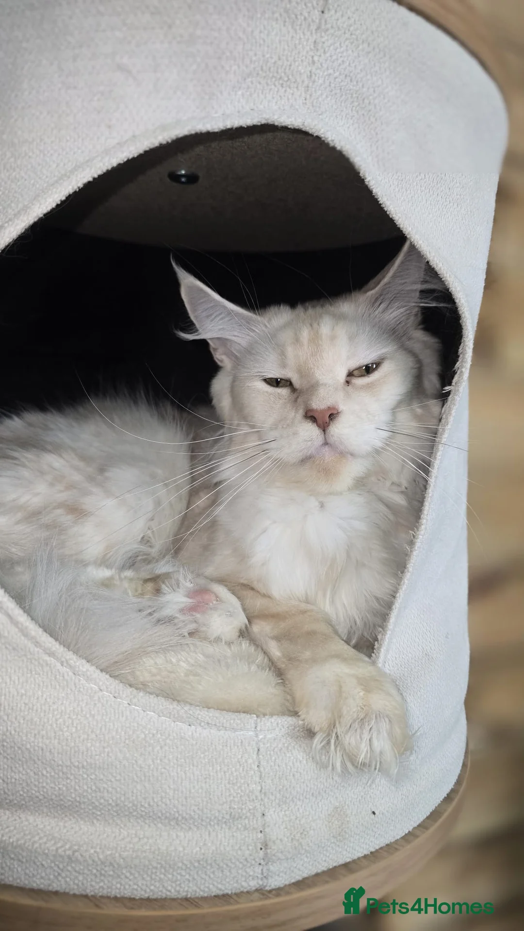 Maine Coon cats for sale: Female maine coon  - Advert 3