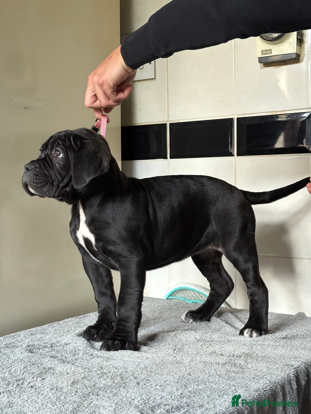 Cane Corso dogs for sale: *PRICE DROP* HUGE STUNNING FULL PEDIGREE FEMALES - Advert 23