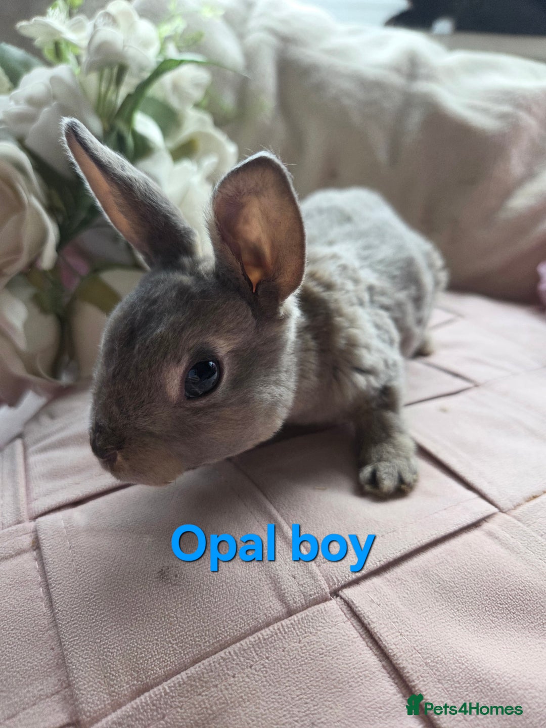 Rex rabbits for sale: 🐰 Beautiful mini rex babies 🐰 - Advert 12