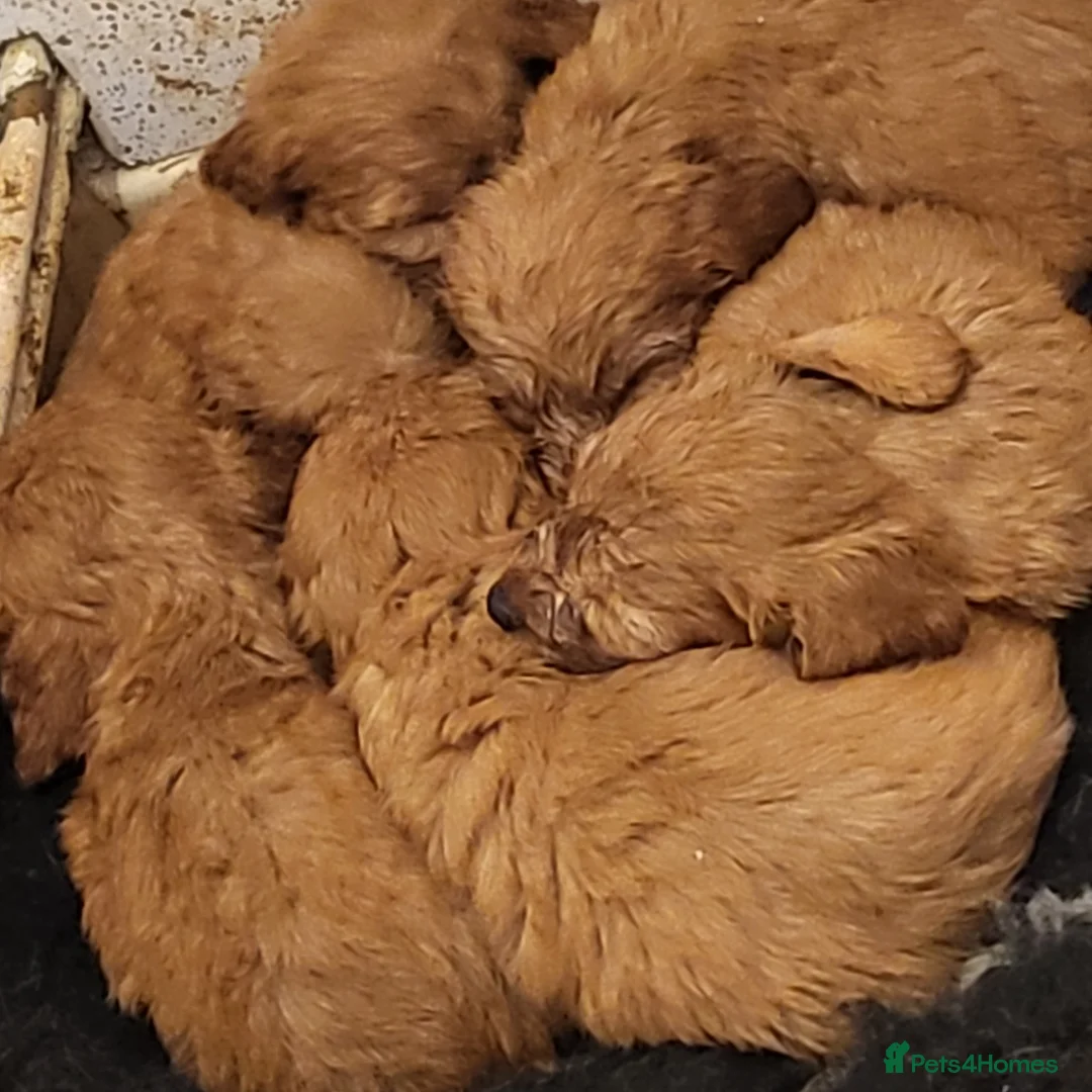 Miniature Poodle dogs for stud: Red K.C reg Miniature Poodle 4 Stud HEALTH TESTED in Chesterfield - Advert 6
