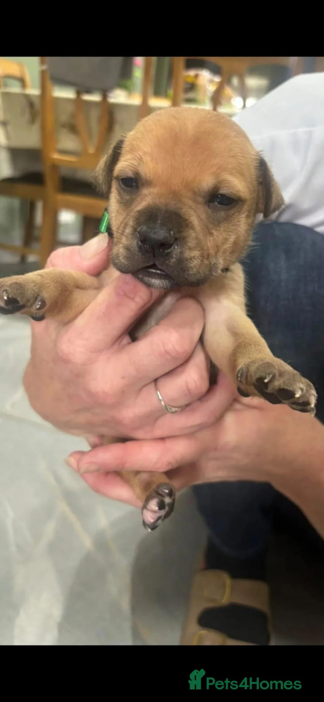 Staffordshire Bull Terrier dogs for sale: Staffordshire bull terrier pups - Advert 1