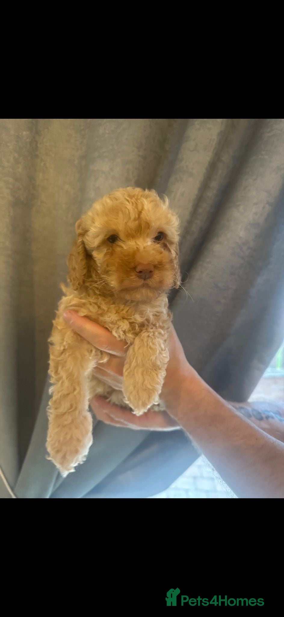 Cockapoo dogs Reduced 2 golden left ready now f1b cockapoo babys - Advert 4