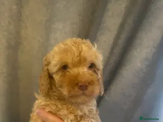Cockapoo dogs Reduced 2 golden left ready now f1b cockapoo babys - Advert 4