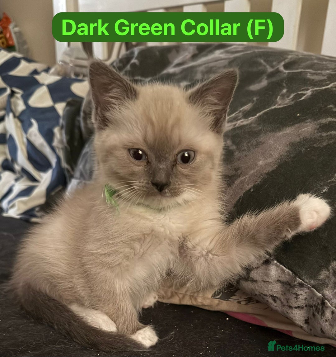 Ragdoll cats for sale: GCCF Championship Line Ragdolls - Image 11