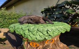 Mini Lop rabbits for sale: Pure bred Mini Lop Bunnies - Image 19