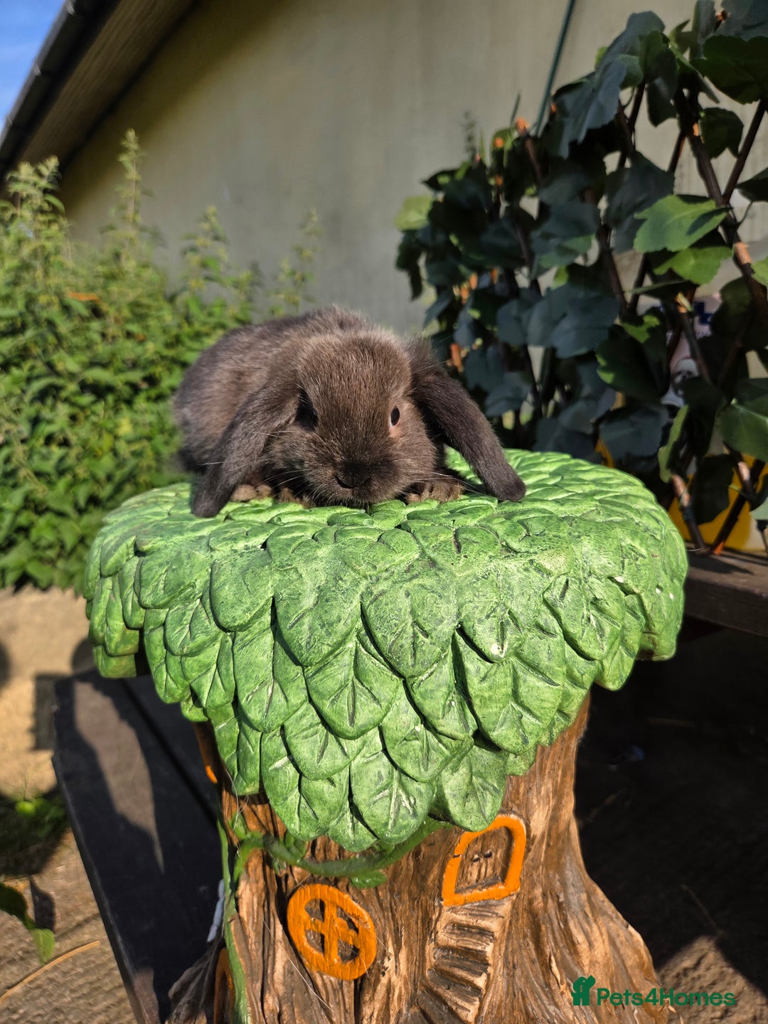 Mini Lop rabbits for sale: Pure bred Mini Lop Bunnies - Image 19