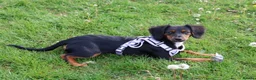 Mixed Breed dogs for sale: Poppy - Advert 4