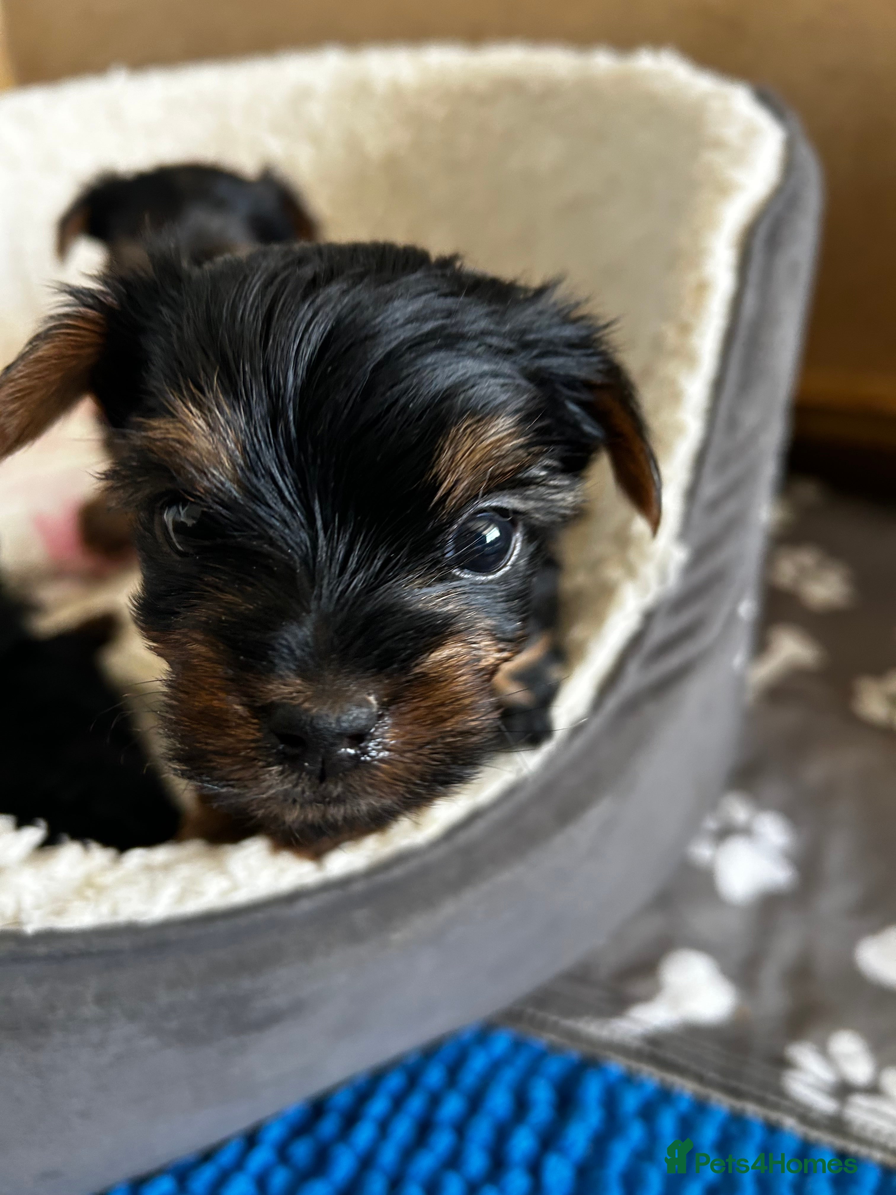 Yorkshire Terrier dogs Yorkshire terrier puppies  - Advert 14