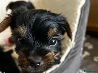 Yorkshire Terrier dogs Yorkshire terrier puppies - Advert 14