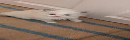 Ragdoll cats for sale: Stunning Ragdoll Kittens - TICA Registered  in Northolt - Advert 10