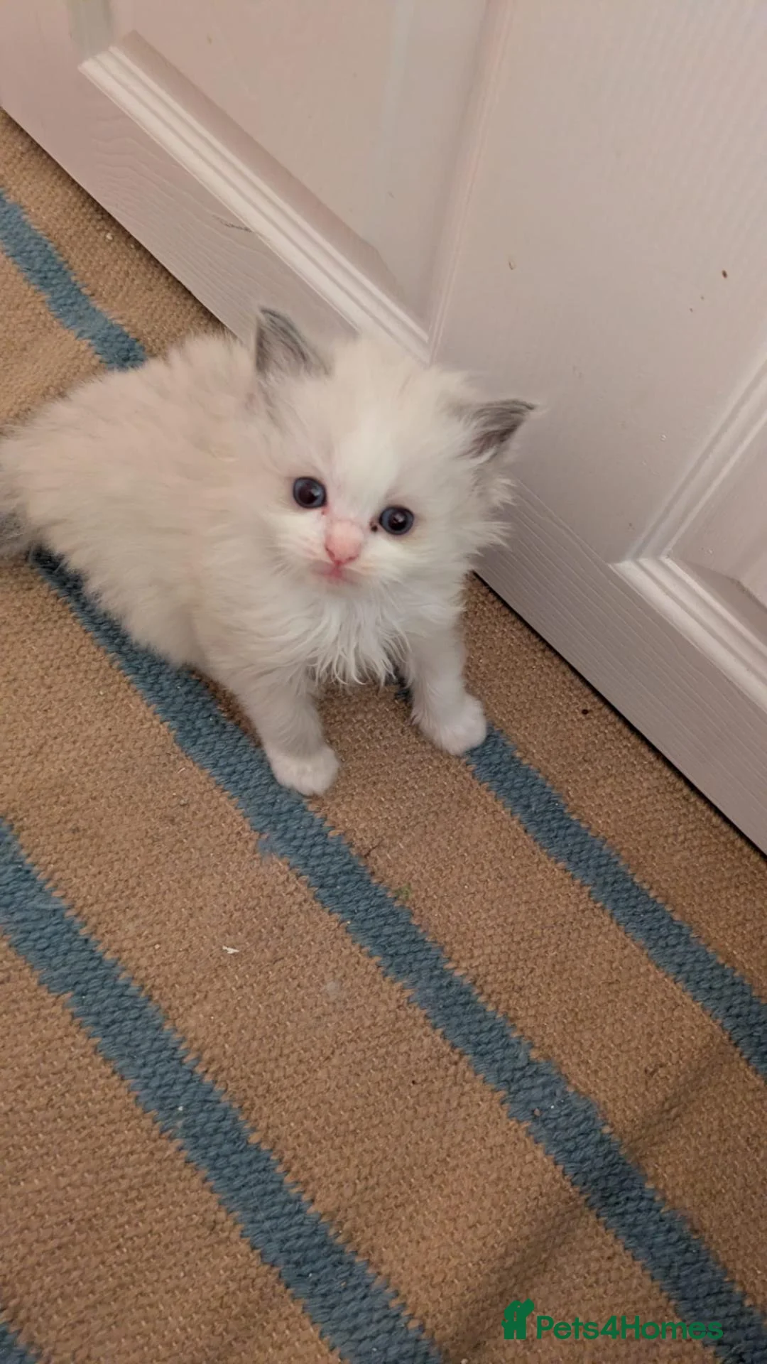 Ragdoll cats for sale: Stunning Ragdoll Kittens - TICA Registered  in Northolt - Advert 10