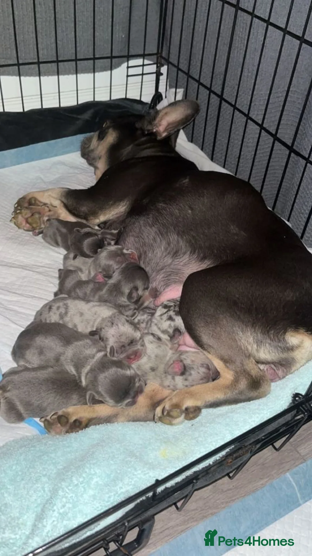 French Bulldog dogs for sale: Stunning liter of French Bulldog Puppies available in Plymouth - Advert 2