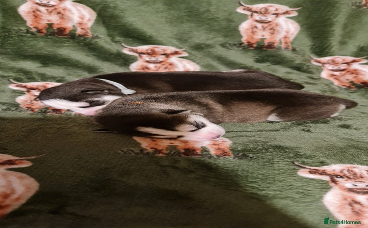 Siberian Husky dogs Outstanding Siberian husky puppies  - Advert 1