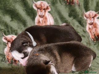 Siberian Husky dogs Outstanding Siberian husky puppies - Advert 1