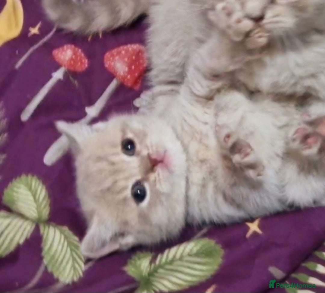British Shorthair cats for sale: Blue & stripy, boys & girls ava British shorthairs in Eastbourne - Image 14