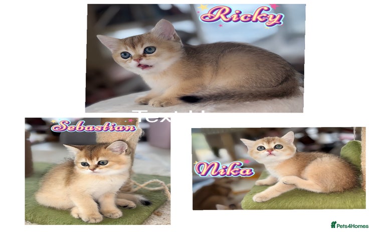 British Shorthair cats - Advert 4