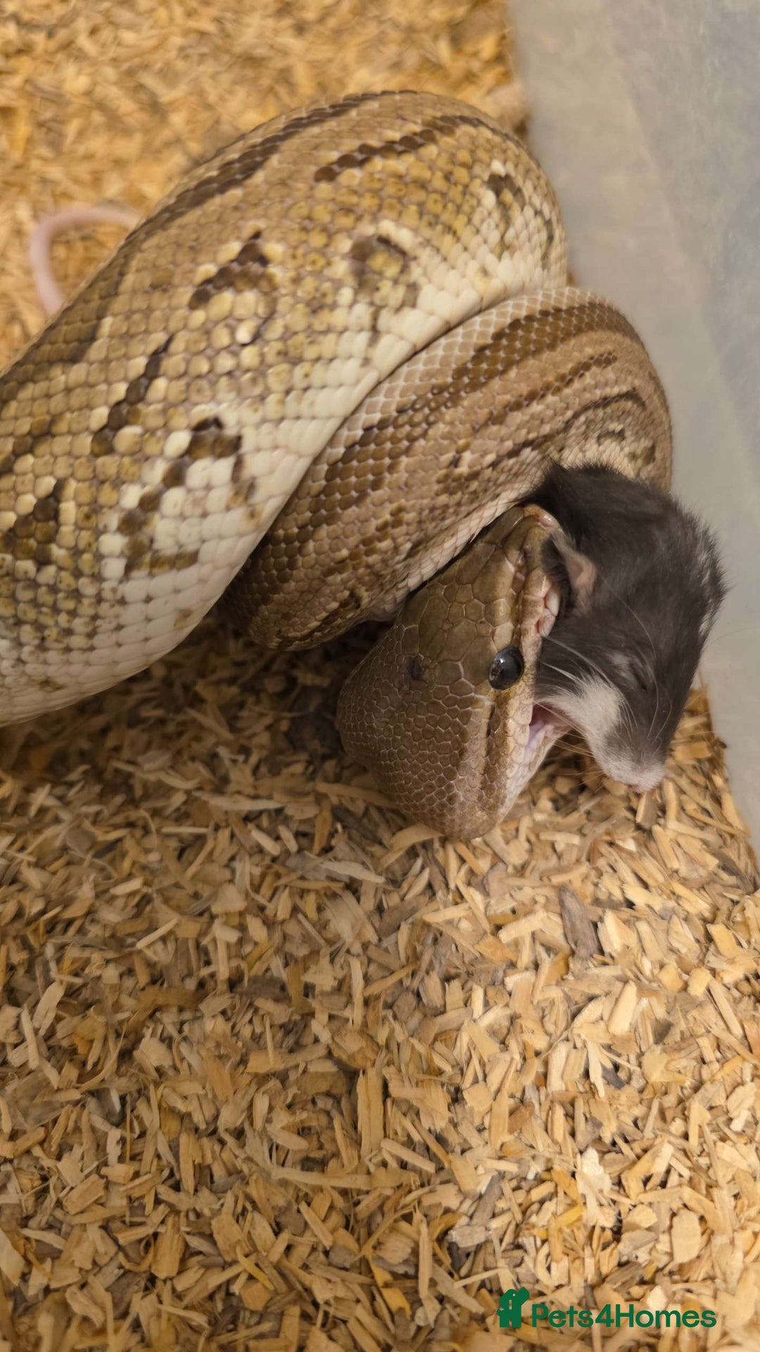 Python Snake reptiles for sale: Ball Pythons – Many Morphs – Free / Low Price - Advert 3