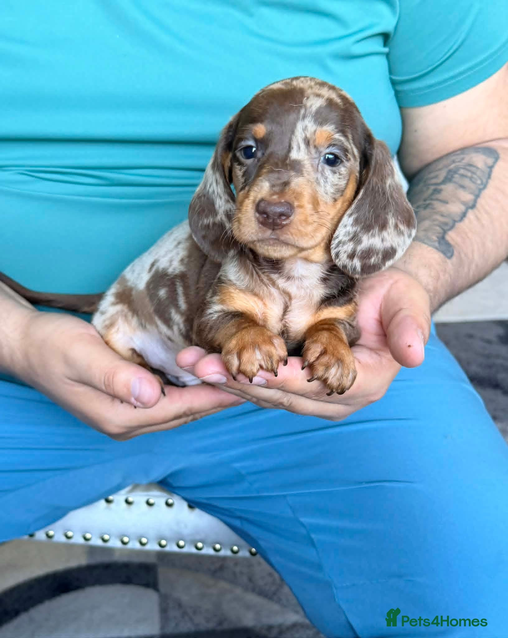 Miniature Dachshund Puppy 5