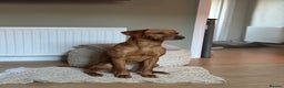 Labrador Retriever dogs for sale: Pedigree fox red Labrador  - Advert 2