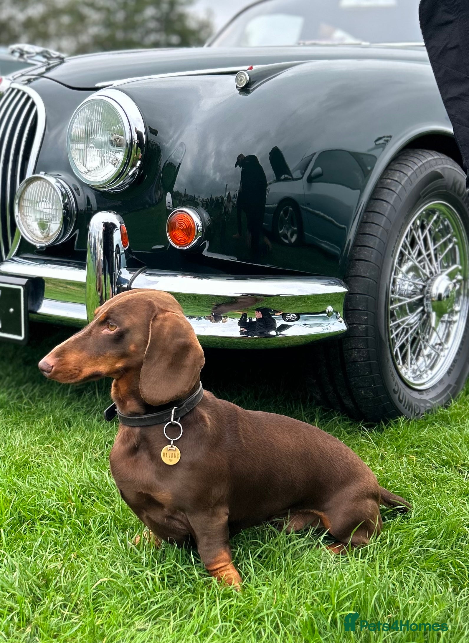 Dachshund dogs Proven KC chocolate&tan smooth haired dachshund - Advert 10