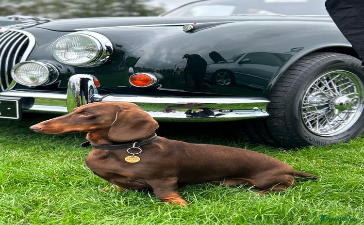 Dachshund dogs - Advert 1