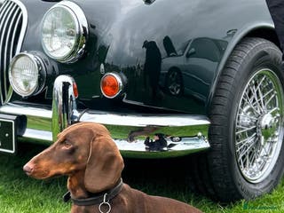 Dachshund dogs Proven KC chocolate&tan smooth haired dachshund - Advert 10