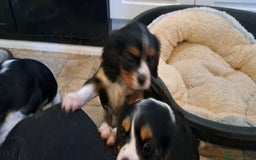 Cavalier King Charles Spaniel dogs for sale: Cavalier King Charles Puppies Available - Image 4