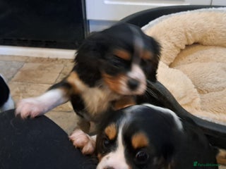 Cavalier King Charles Spaniel dogs Cavalier King Charles Puppies Available - Advert 2