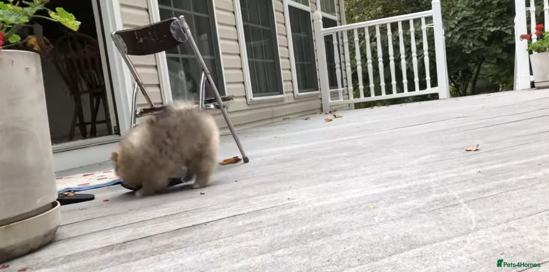 Pomeranian dogs for sale: Pomeranian puppy  - Image 3