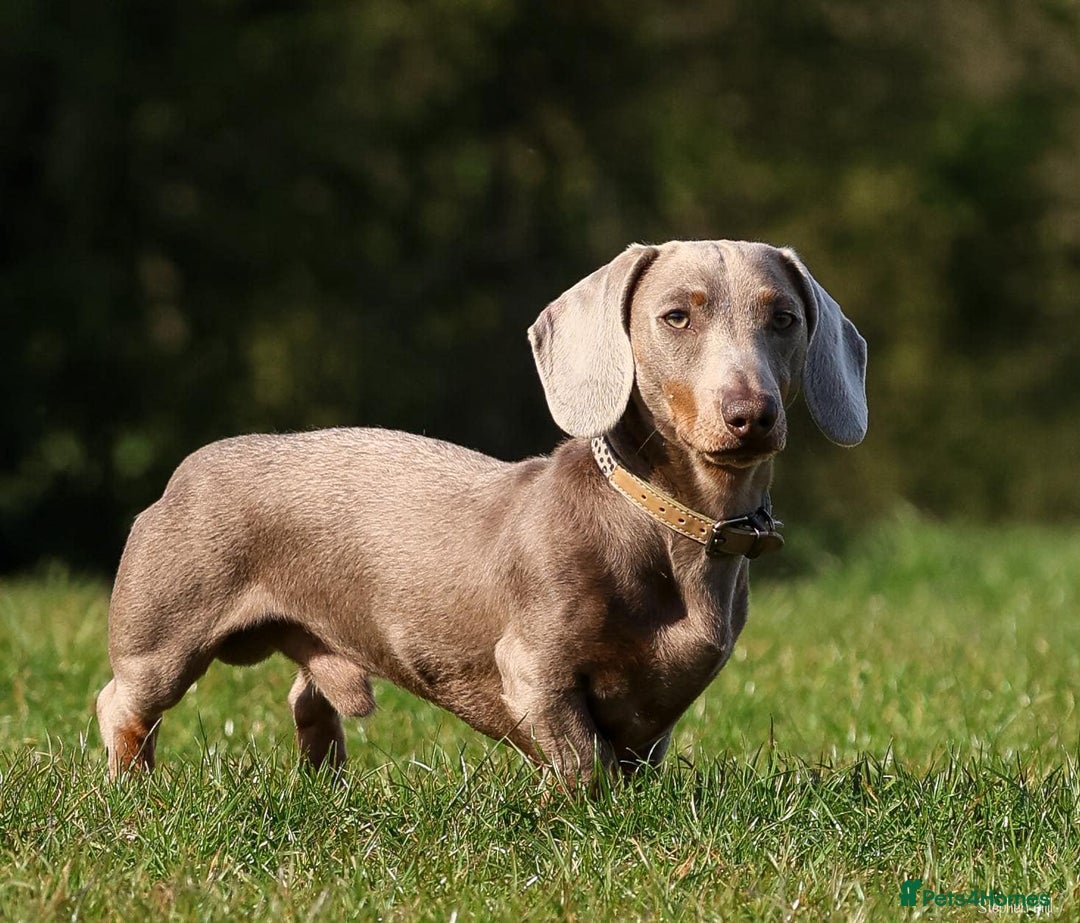 Miniature Dachshund dogs for stud: Miniature Dachshund in Burton-on-Trent - Image 6