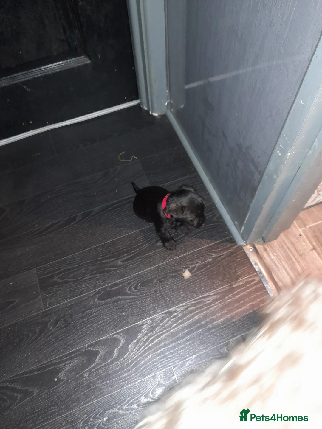 Mixed Breed dogs for sale: Snorkie pups - Advert 8