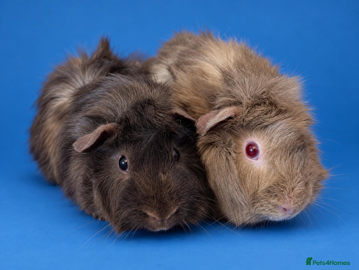 Guinea Pig rodents Guinea pig sows Aby girls bonded pair - Advert 3