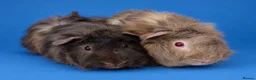 Guinea Pig rodents for sale: Guinea pig sows Aby girls bonded pair - Advert 1
