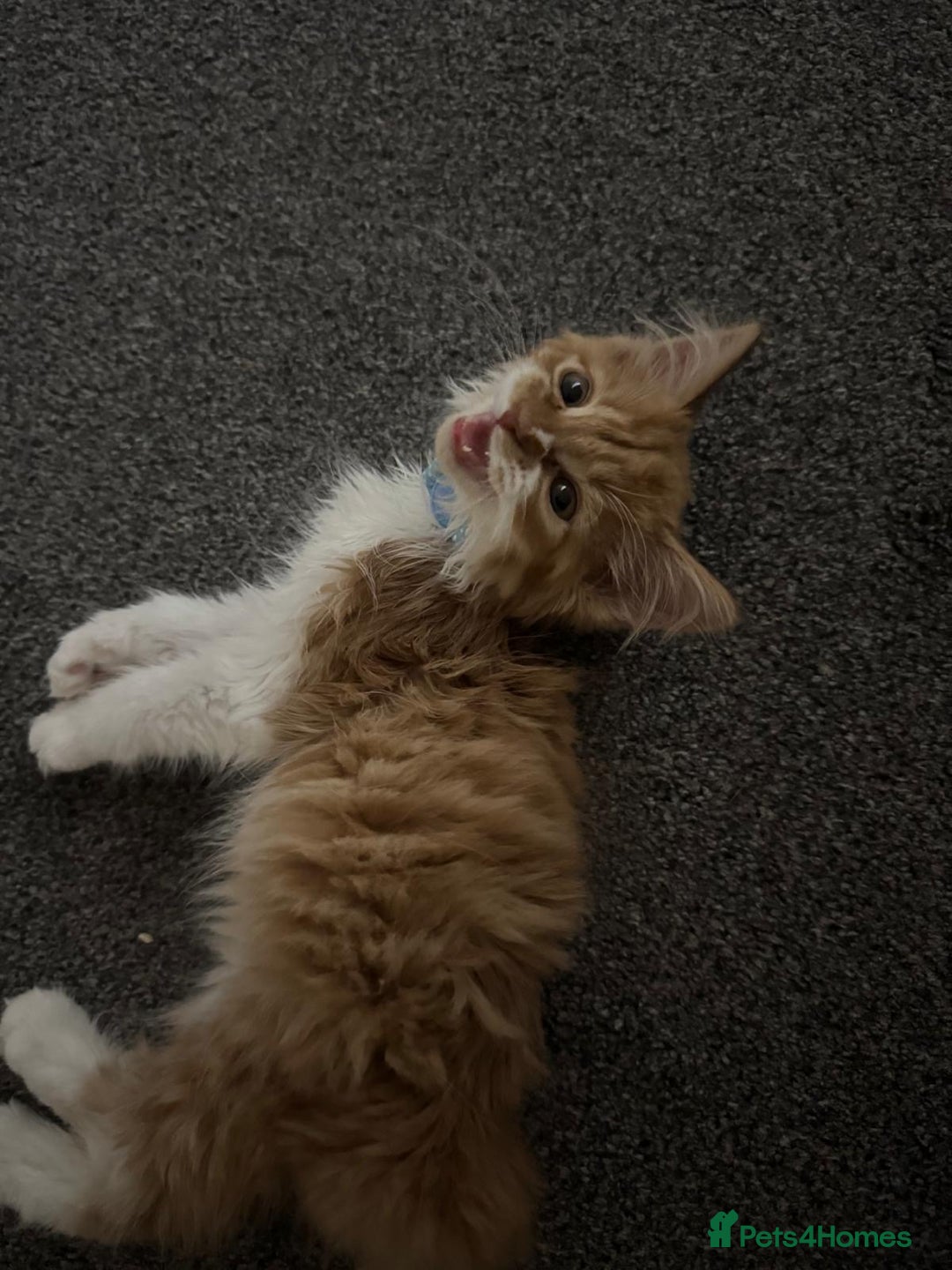 Mixed Breed cats for sale: Ginger Kitten  - Image 5