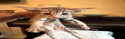 Oriental cats for sale: GCCF Oriental Kittens  - Advert 4