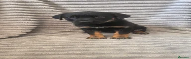 Mixed Breed 4