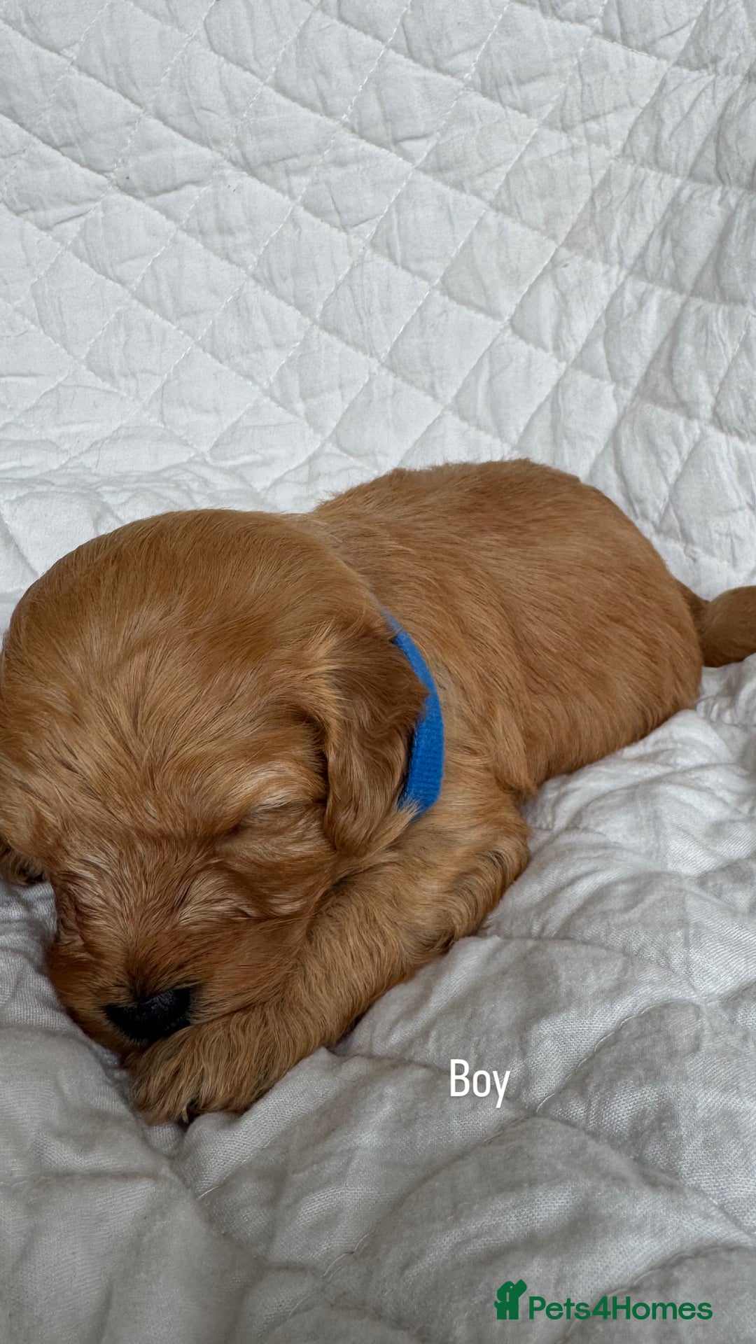 Cavapoo dogs for sale: Beautiful Red F1b Cavapoo Puppies - Advert 15