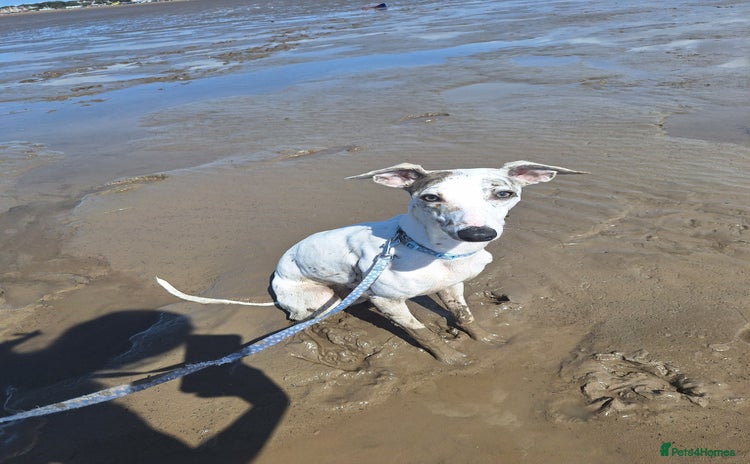 Whippet dogs - Advert 5