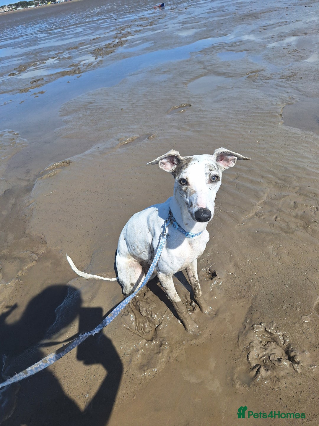 Whippet dogs for sale: Whippet bitch  - Image 1