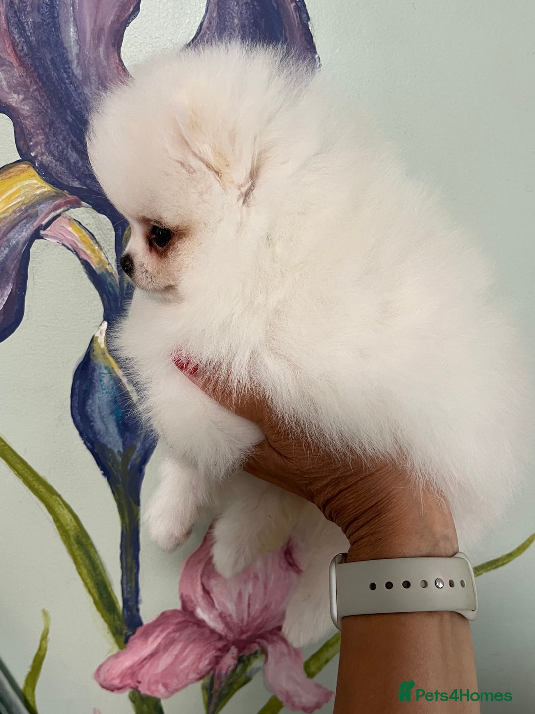 Pomeranian dogs for sale: Amazing Pom Puppies from Five Star breeder.  - Image 18