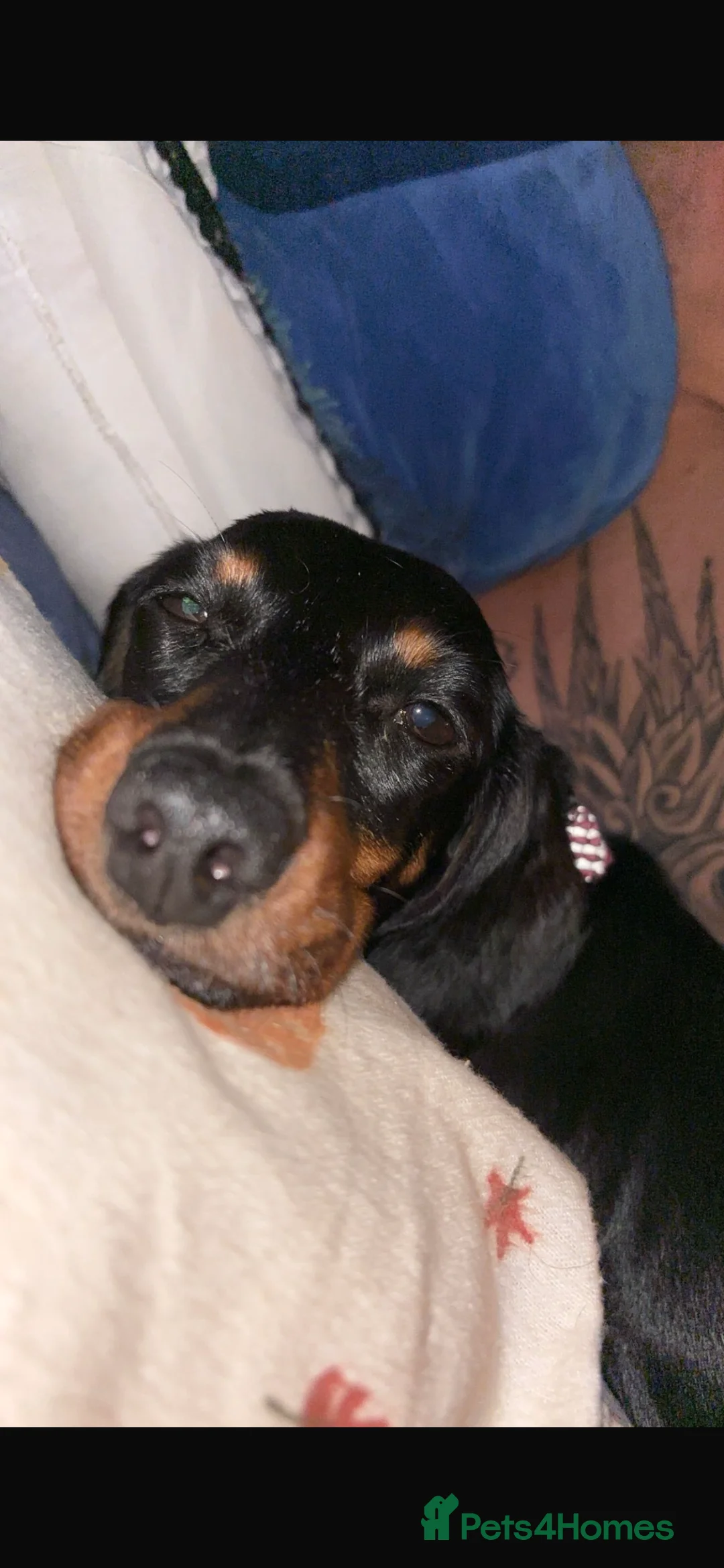 Miniature Dachshund dogs for sale: Pippa - Advert 1
